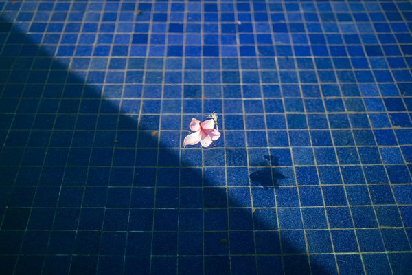 What are the best practices for maintaining water clarity during the UK's peak pollen season?